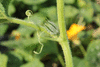 Cucurbita moschata Vitamin pumpkin, sorte Russe; vrilles