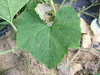 Cucurbita moschata Violina; feuilles