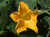 Cucurbita moschata Violina; fleurs-F