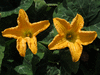 Cucurbita moschata Violina; fleurs-M