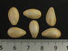 Cucurbita moschata Violina; graines