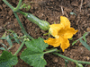 Cucurbita moschata Goianinna; fleurs-F