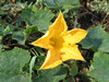 Cucurbita moschata Goianinna; fleurs-M