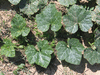 Cucurbita moschata Goianinna; feuilles