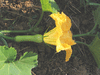 Cucurbita moschata Menina Brasileira; fleurs-F