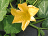 Cucurbita moschata Neck pumpkin; fleurs-M