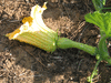 Cucurbita moschata Neck pumpkin; fleurs-F