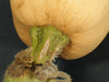 Cucurbita moschata Neck pumpkin; pedoncules