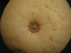 Cucurbita moschata Neck pumpkin; ombilics