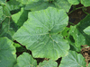 Cucurbita moschata Neck pumpkin; feuilles