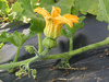 Cucurbita moschata Yuxijangbinggua; fleurs-F