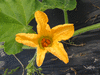 Cucurbita moschata Yuxijangbinggua; fleurs-F