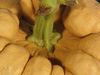 Cucurbita moschata Yuxijangbinggua; pedoncules