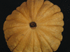 Cucurbita moschata Yuxijangbinggua; ombilics