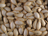 Cucurbita moschata Yuxijangbinggua; graines