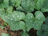 Cucurbita moschata F1 Saint; feuilles