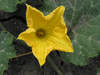 Cucurbita moschata F1 Saint; fleurs-M