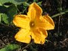 Cucurbita moschata Goiana; fleurs-M