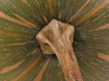 Cucurbita moschata Goiana; pedoncules