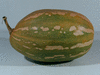 Cucurbita moschata Goiana; fruits