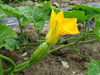 Cucurbita moschata Goiana; fleurs-F