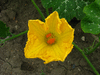 Cucurbita moschata Goiana; fleurs-F