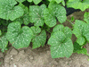 Cucurbita moschata Goiana; feuilles
