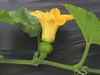 Cucurbita moschata Loche du Perou; fleurs-F