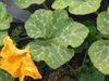 Cucurbita moschata Loche du Perou; feuilles