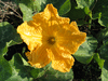 Cucurbita moschata Loche du Perou; fleurs-M