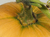 Cucurbita moschata Loche du Perou; pedoncules