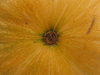 Cucurbita moschata Loche du Perou; ombilics