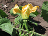 Cucurbita moschata Rumbo; fleurs-F