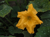 Cucurbita moschata Rumbo; fleurs-M