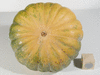 Cucurbita moschata Rumbo; ombilics