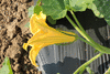 Cucurbita moschata Rumbo; fleurs-M