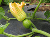 Cucurbita moschata Landreth cheese; fleurs-F