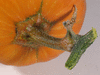 Cucurbita moschata Beja; pedoncules