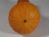 Cucurbita moschata Beja; ombilics