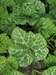 Cucurbita moschata Beja; feuilles