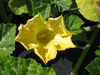 Cucurbita moschata Beja; fleurs-M