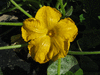 Cucurbita moschata Cow; fleurs-M