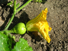 Cucurbita moschata Cow; fleurs-F