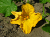 Cucurbita moschata Cow; fleurs-F