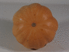 Cucurbita moschata Anvers; ombilics