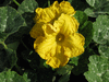 Cucurbita moschata Anvers; fleurs-M