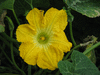 Cucurbita moschata Rajada seca; fleurs-M