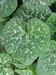 Cucurbita moschata Rajada seca; feuilles
