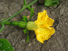 Cucurbita moschata Rajada seca; fleurs-F