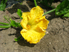 Cucurbita moschata Rajada seca; fleurs-F